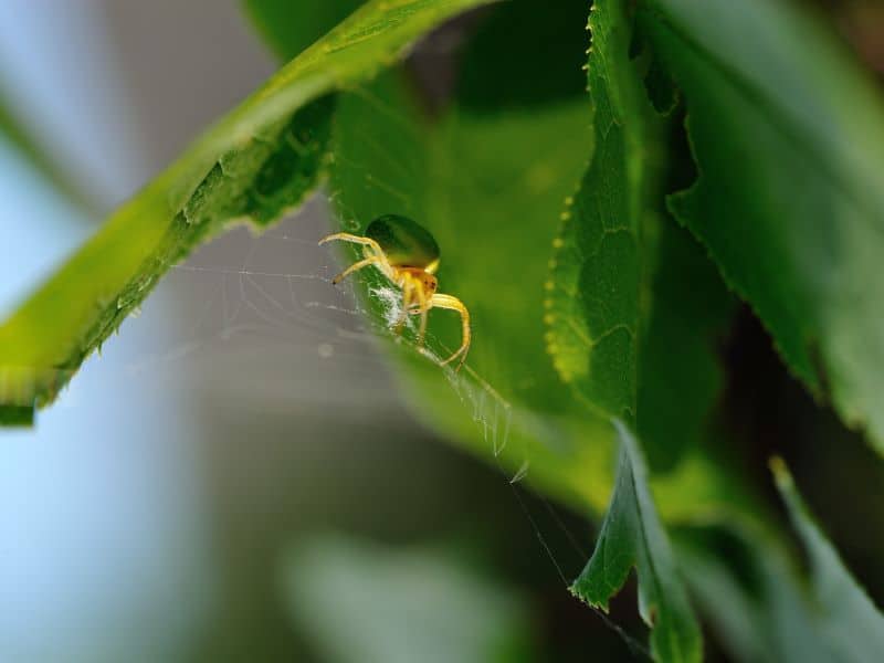 Do Houseplants Attract Spiders