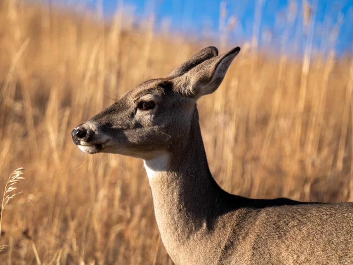 top-189-baby-animal-of-deer-merkantilaklubben