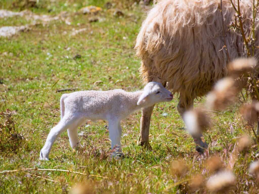 What is a Baby Sheep Called